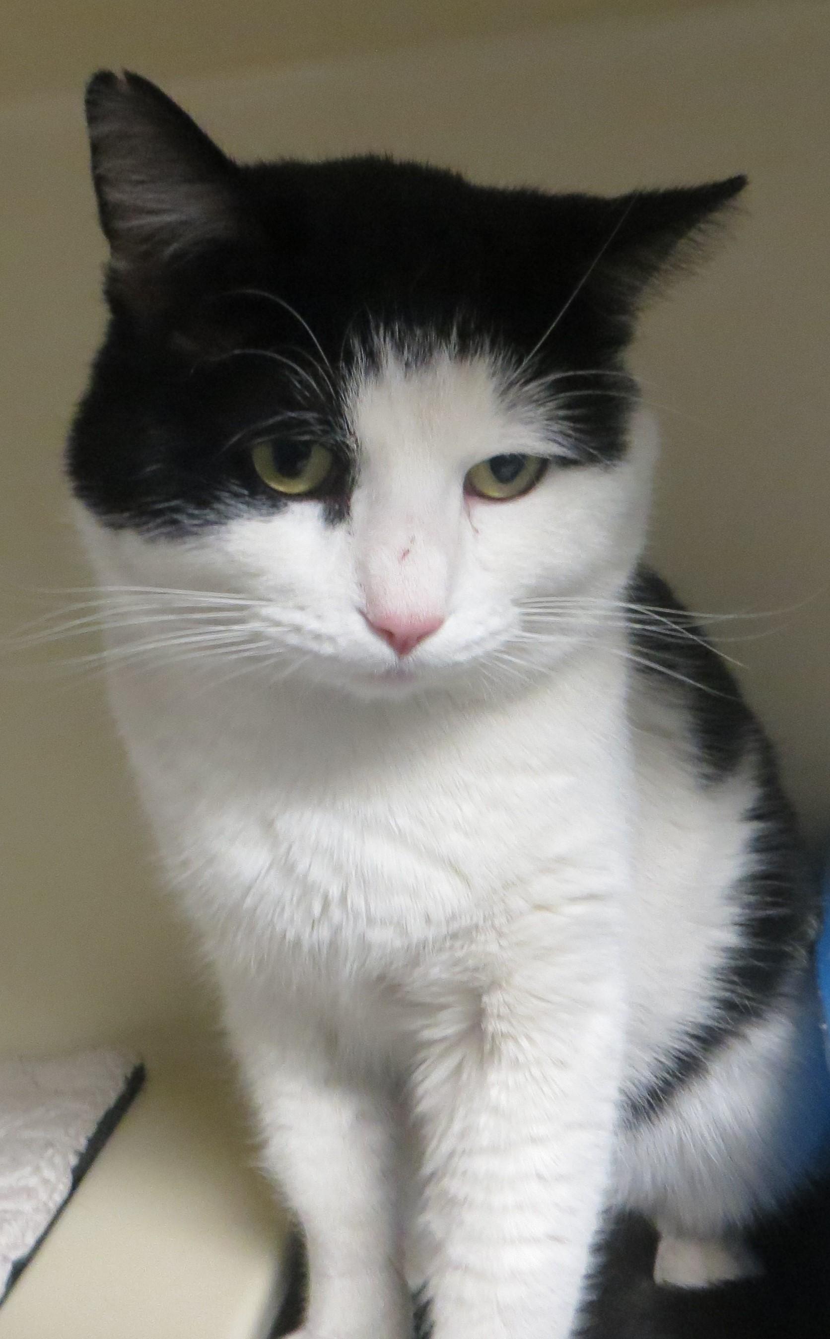 Enlarge RANDY, a ADOPTABLE Domestic Short Hair in Taunton, MA image 2/6