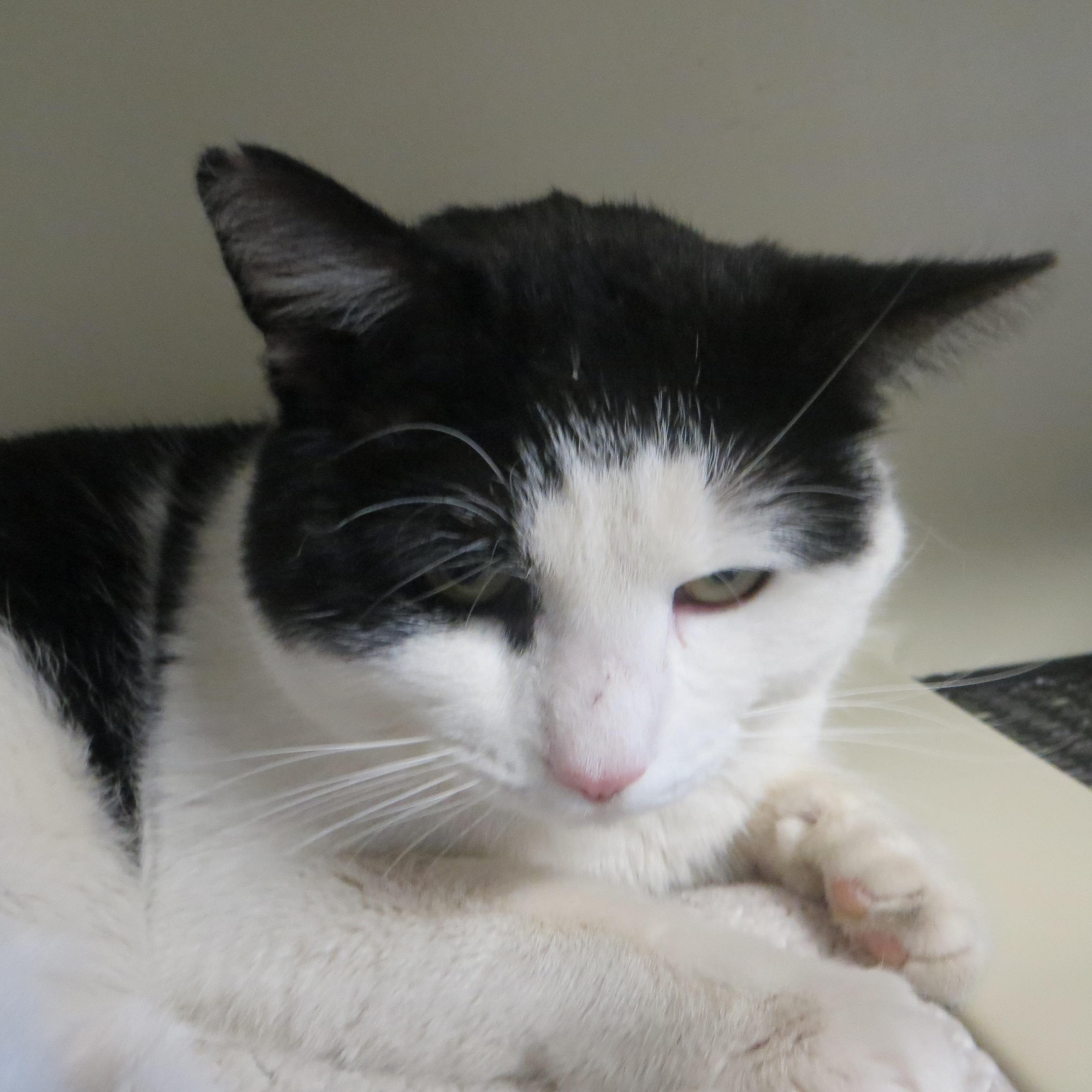 Enlarge RANDY, a ADOPTABLE Domestic Short Hair in Taunton, MA image 6/6