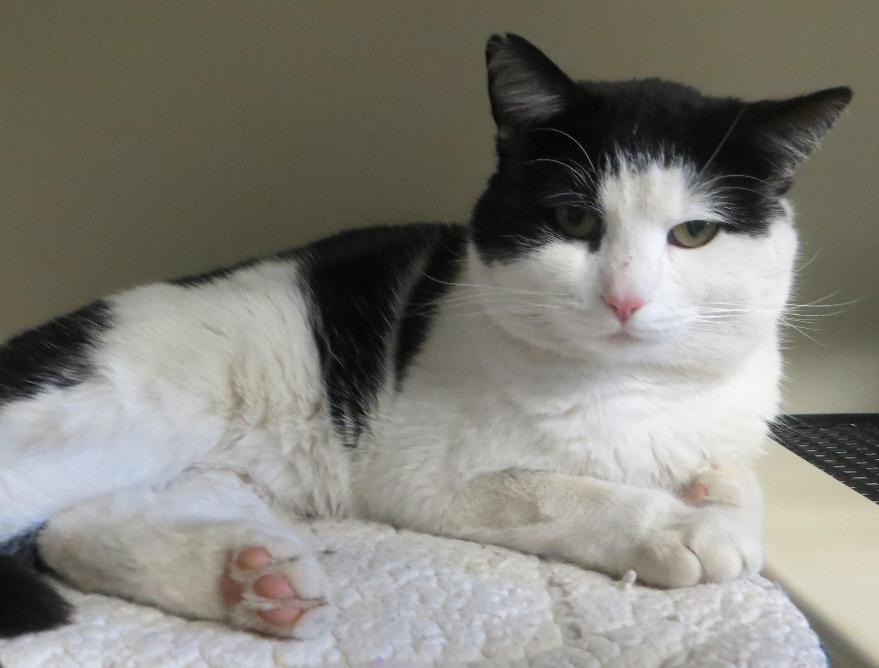 RANDY, ADOPTABLE, Adult Male Domestic Short Hair.