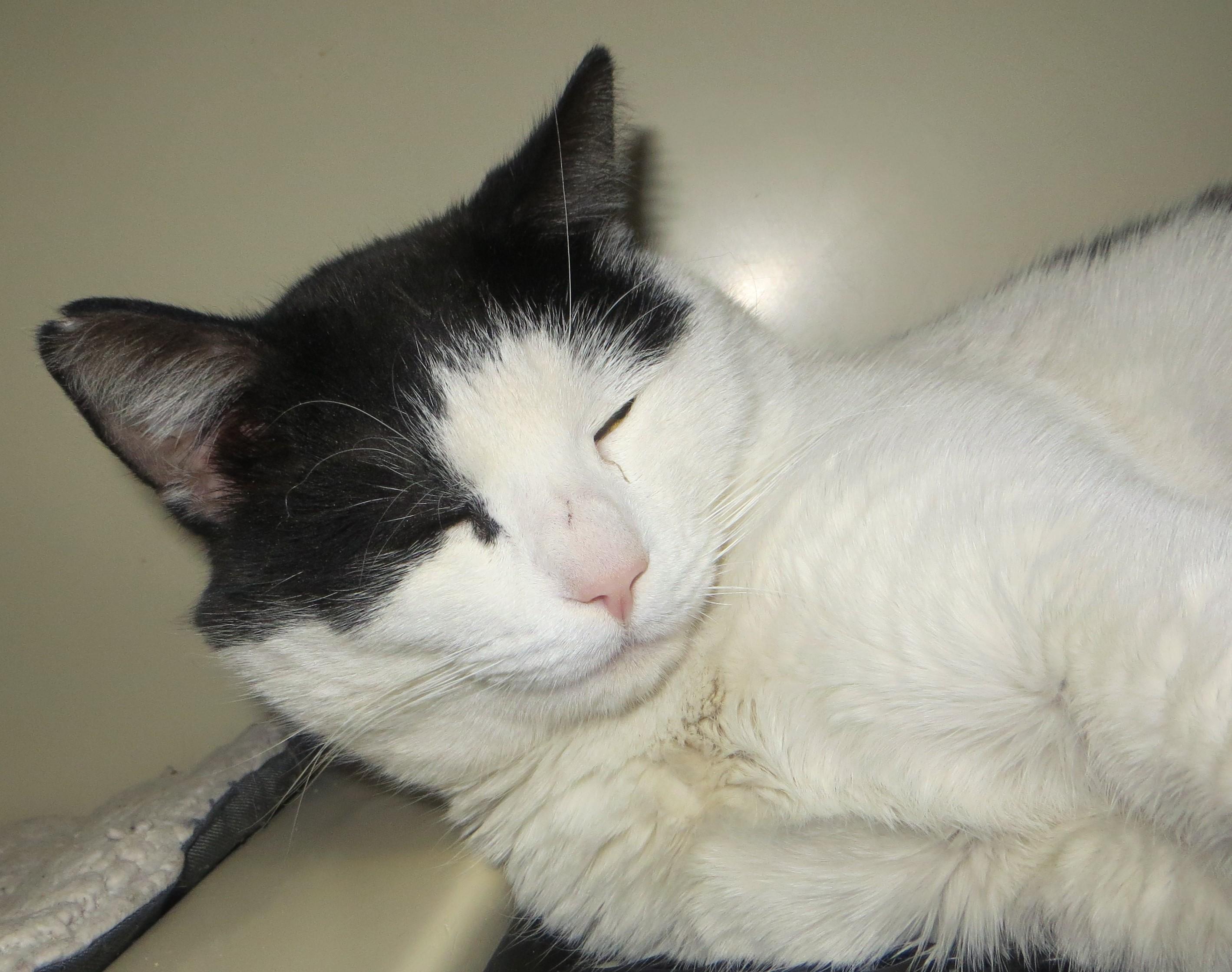 Enlarge RANDY, a ADOPTABLE Domestic Short Hair in Taunton, MA image 5/6