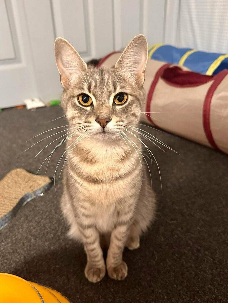 Birdie, Adoptable, Young Female Tabby.