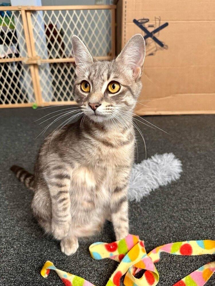 Birdie, a Adoptable mixed breed in Warren, CT image 2/6