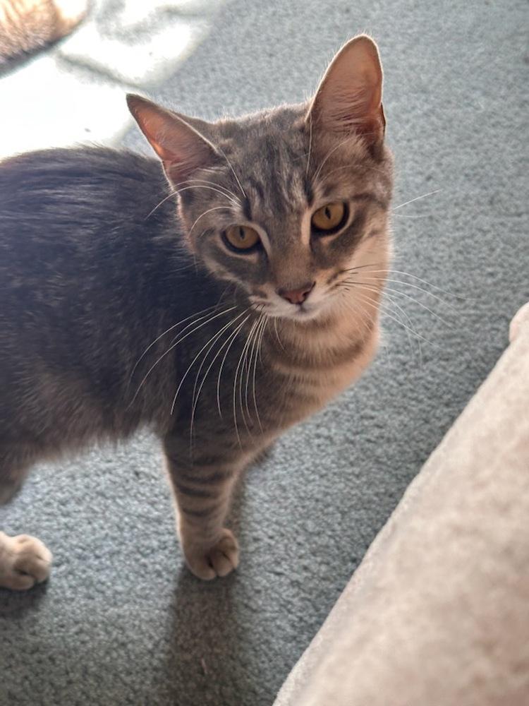 Birdie, a Adoptable mixed breed in Warren, CT image 3/6