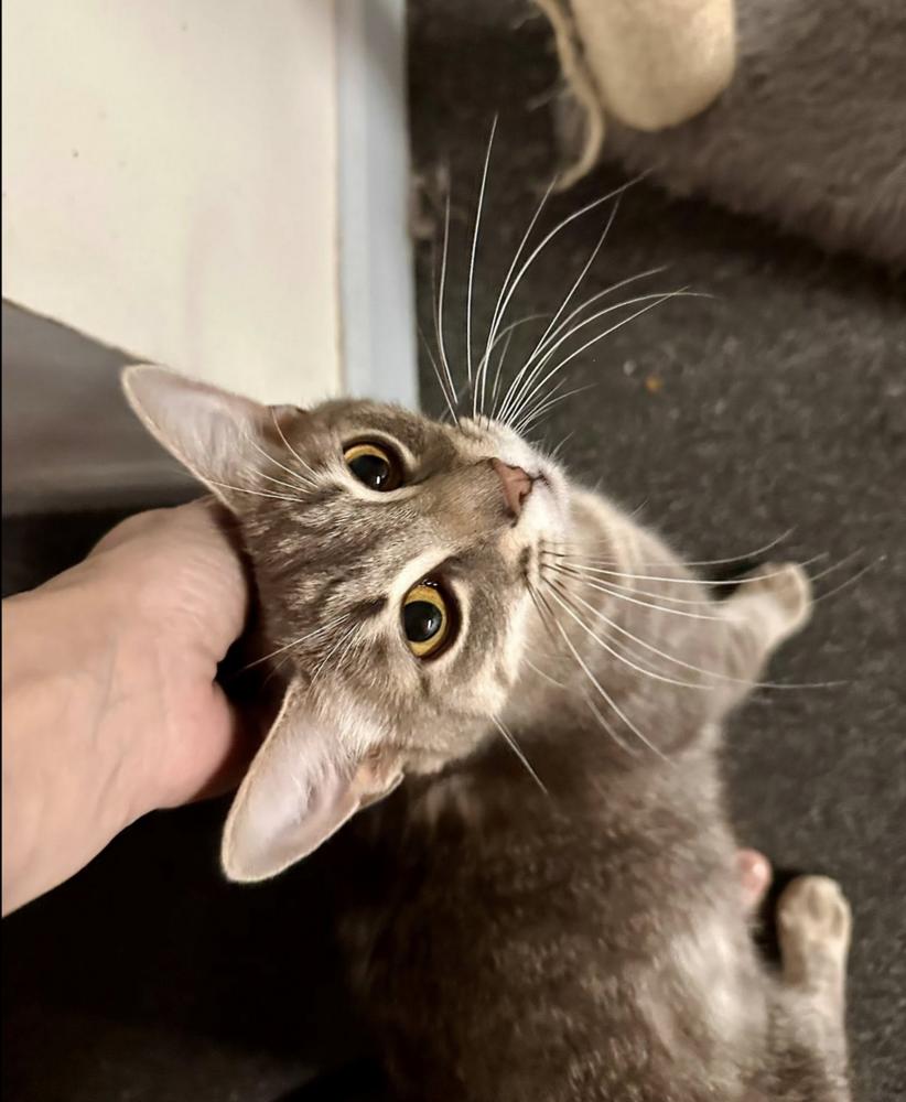 Birdie, a Adoptable mixed breed in Warren, CT image 5/6