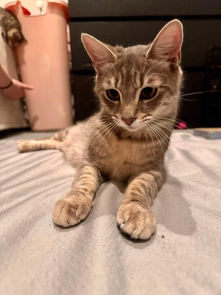 Birdie, a Adoptable mixed breed in Warren, CT image 6/6