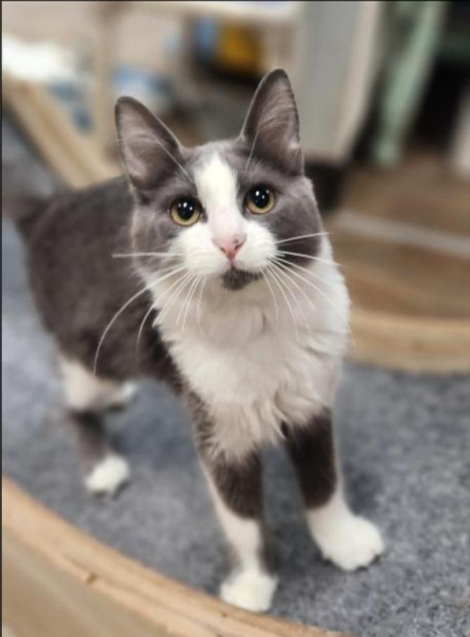 Annie, Adoptable, Kitten Female Domestic Medium Hair.