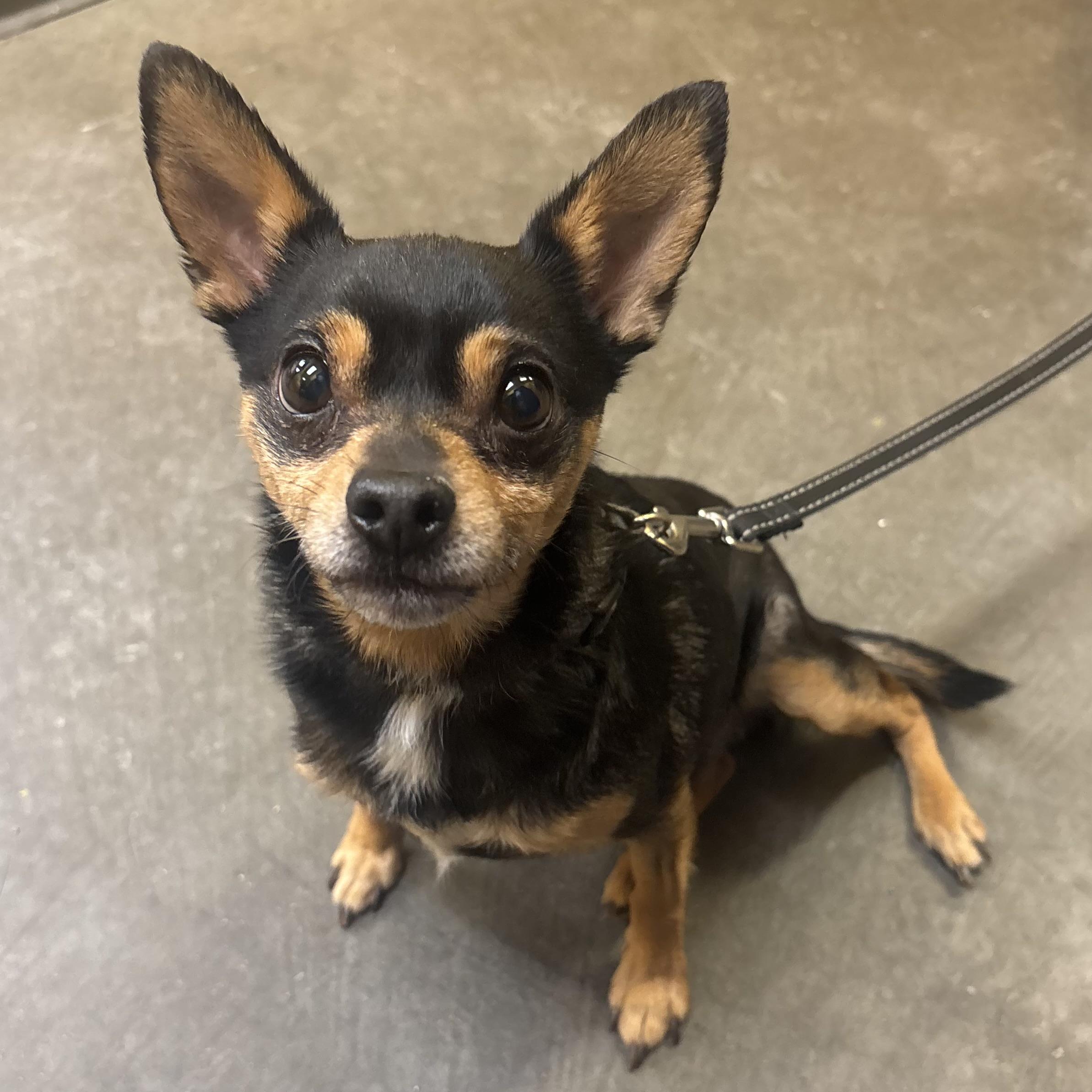 Enlarge Zander, an adopted mixed breed in Waynesburg, PA image 5/6