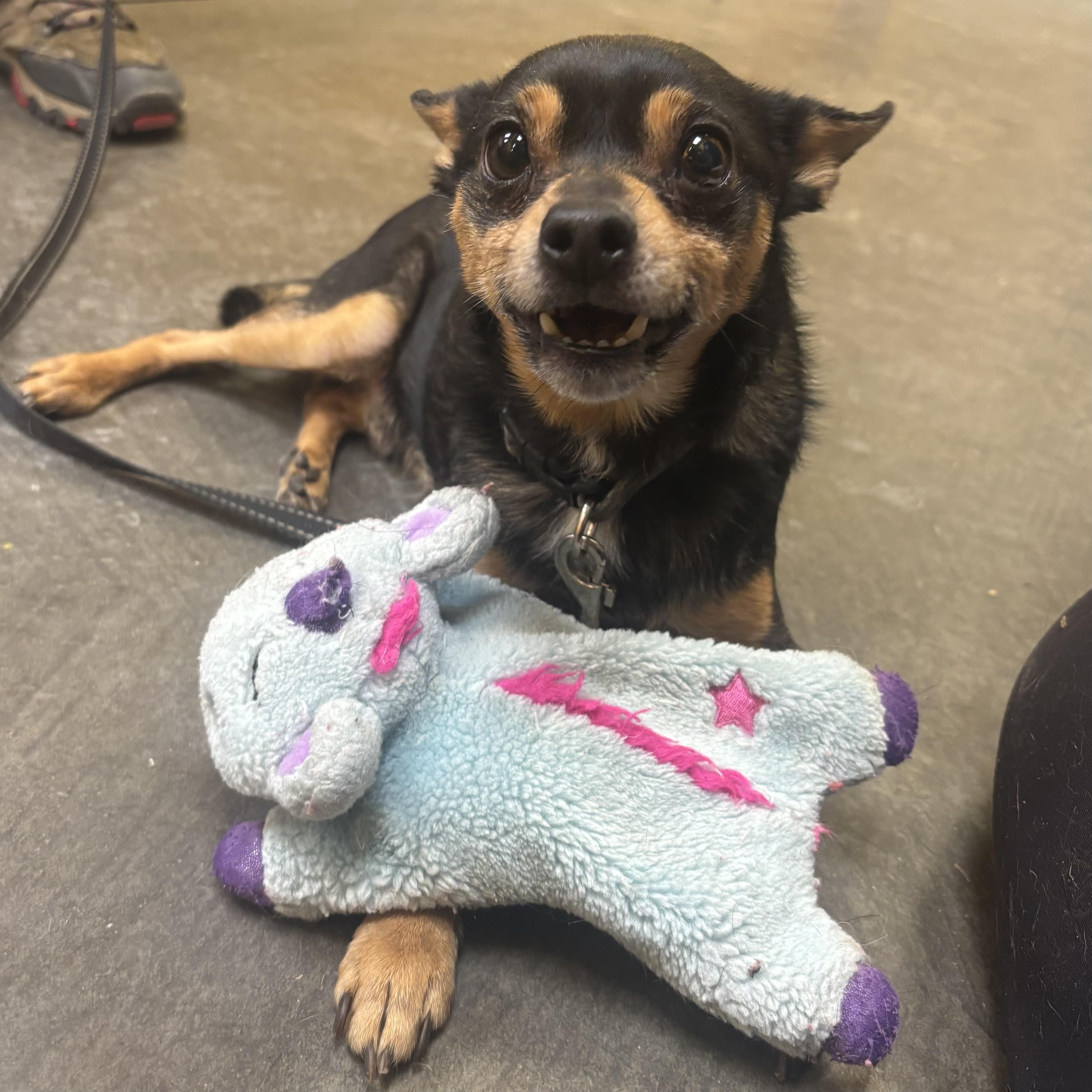 Enlarge Zander, an adopted mixed breed in Waynesburg, PA image 6/6