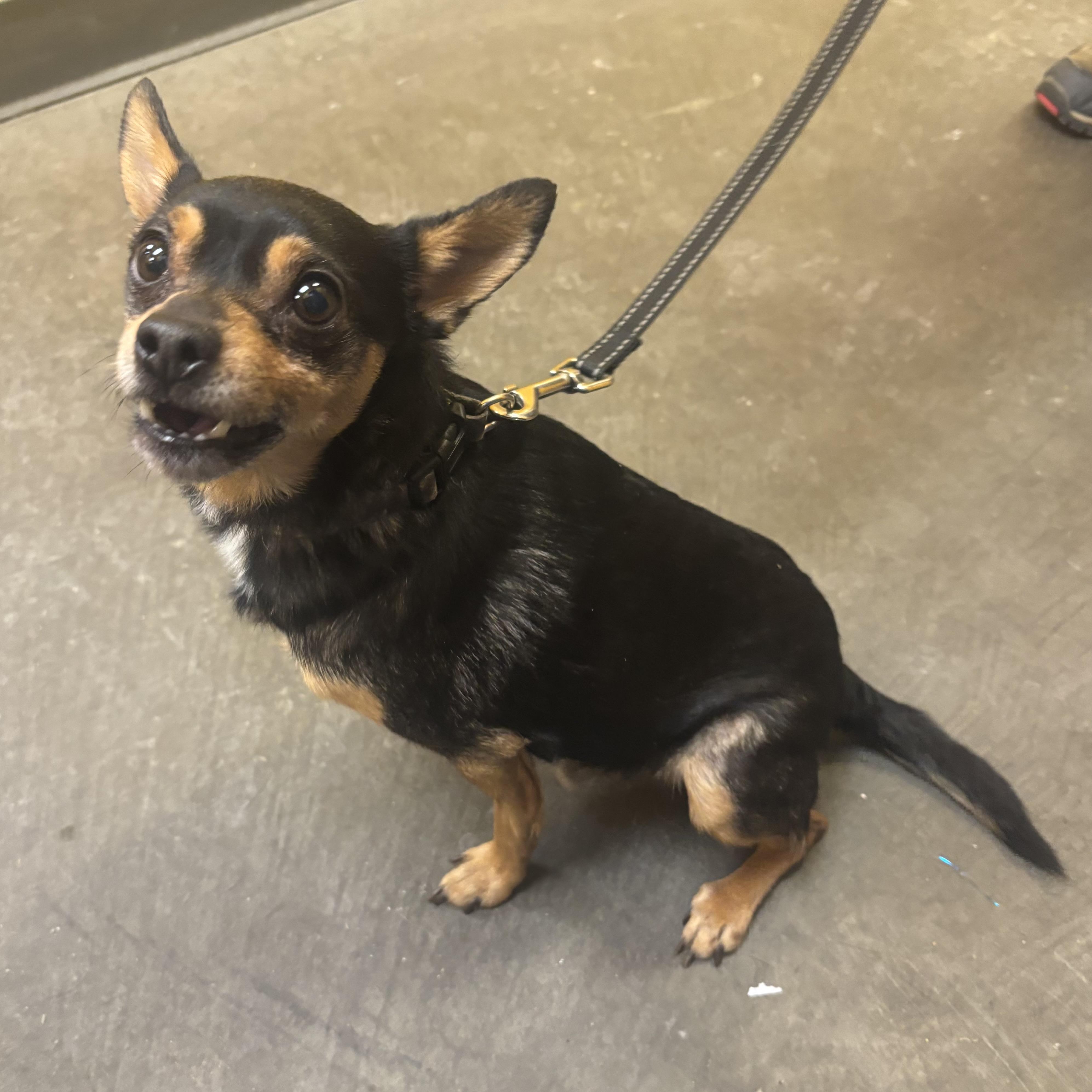 Enlarge Zander, an adopted mixed breed in Waynesburg, PA image 3/6