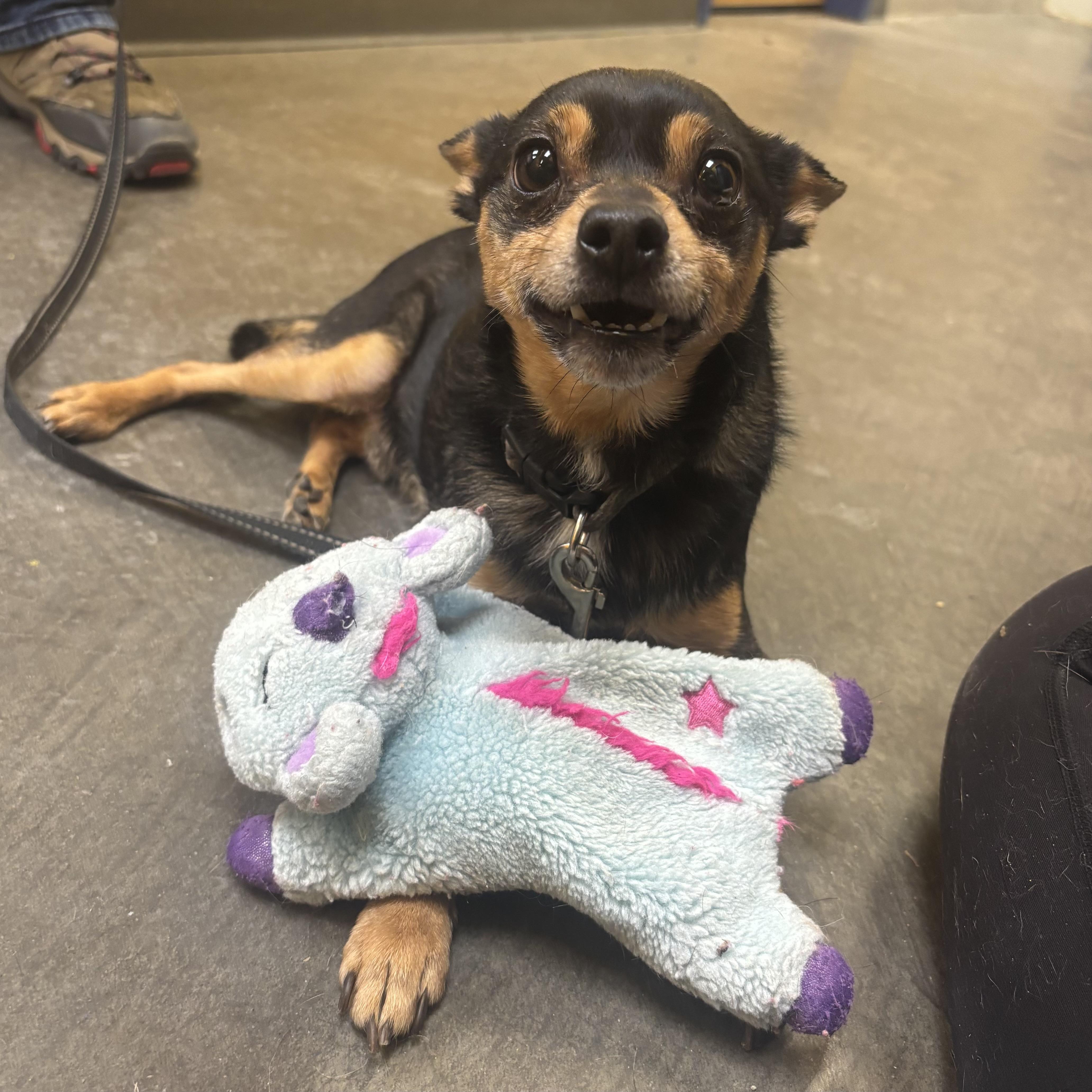 Enlarge Zander, an adopted mixed breed in Waynesburg, PA image 2/6