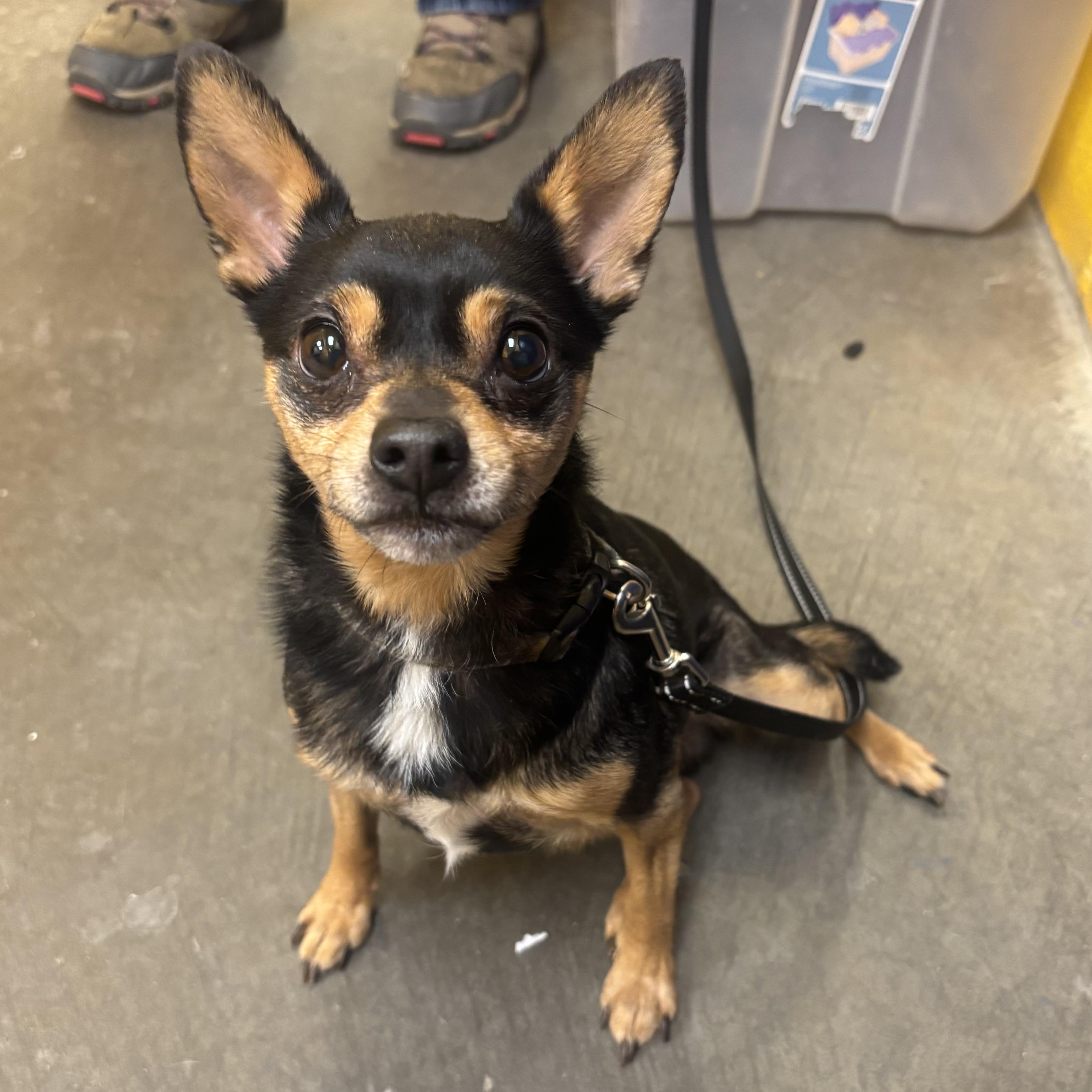 Zander, adopted, Senior Male Chihuahua.