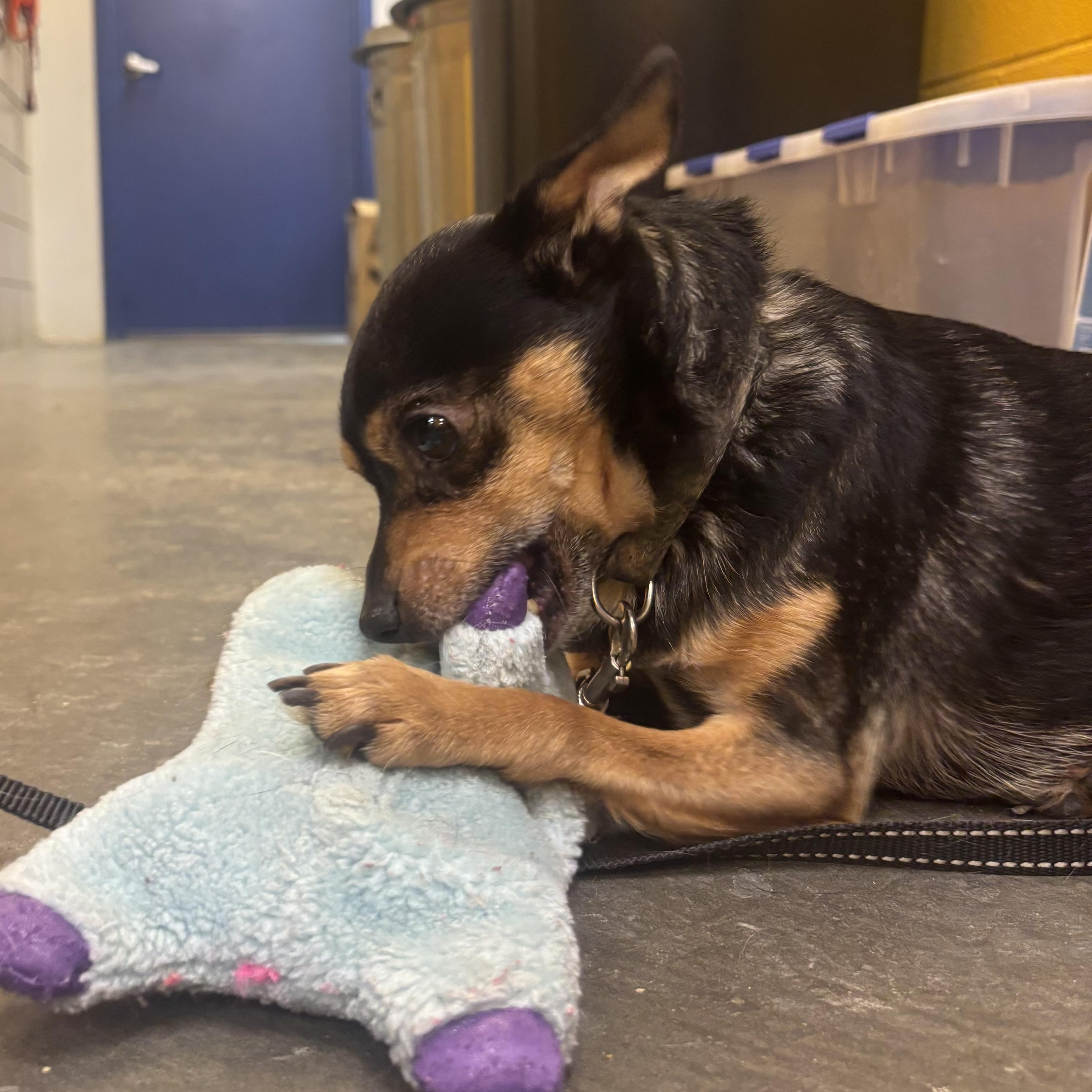 Enlarge Zander, an adopted mixed breed in Waynesburg, PA image 4/6