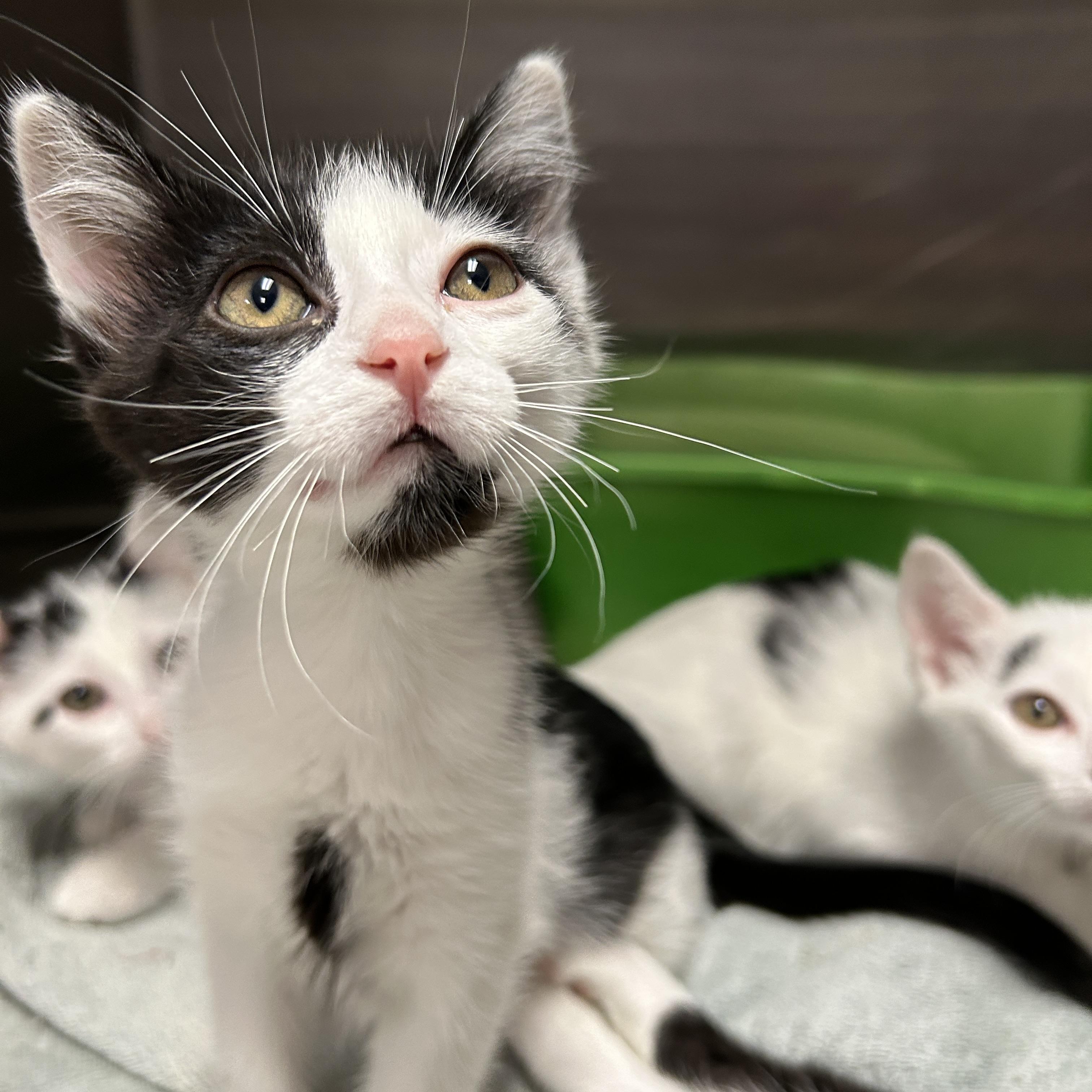Runway 1 of 4, a ADOPTABLE Domestic Short Hair in La Grange Park, IL image 2/2