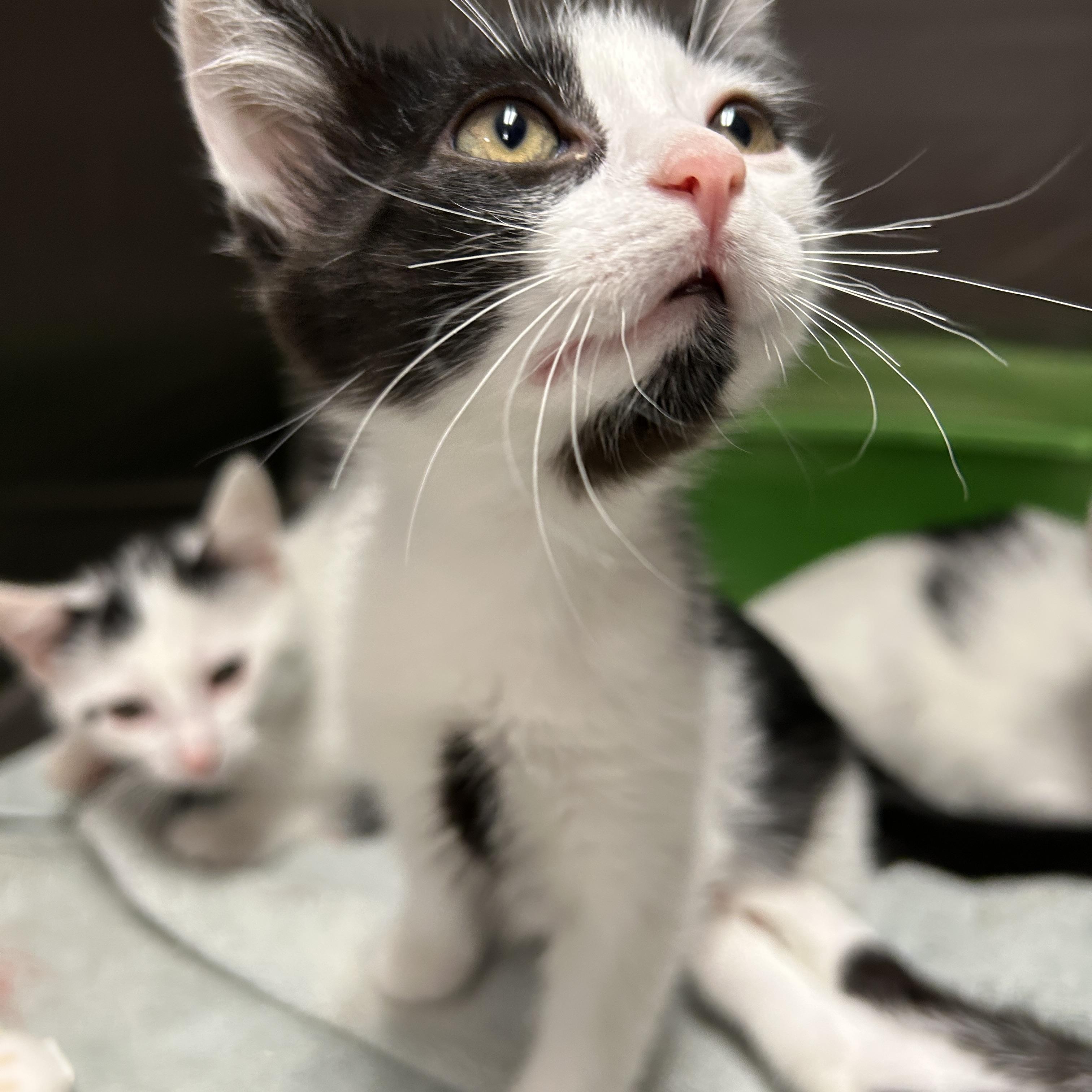 Runway 1 of 4, ADOPTABLE, Kitten Male Domestic Short Hair.