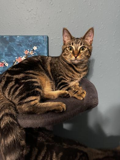 Ophelia — thumbnail 2