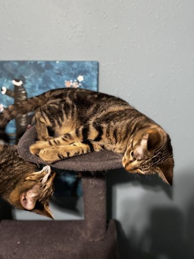 Ophelia — thumbnail 3