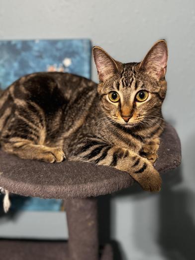 Ophelia — thumbnail 4