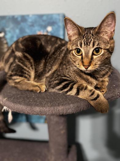 Ophelia — thumbnail 5