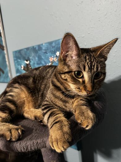 Ophelia — thumbnail 6