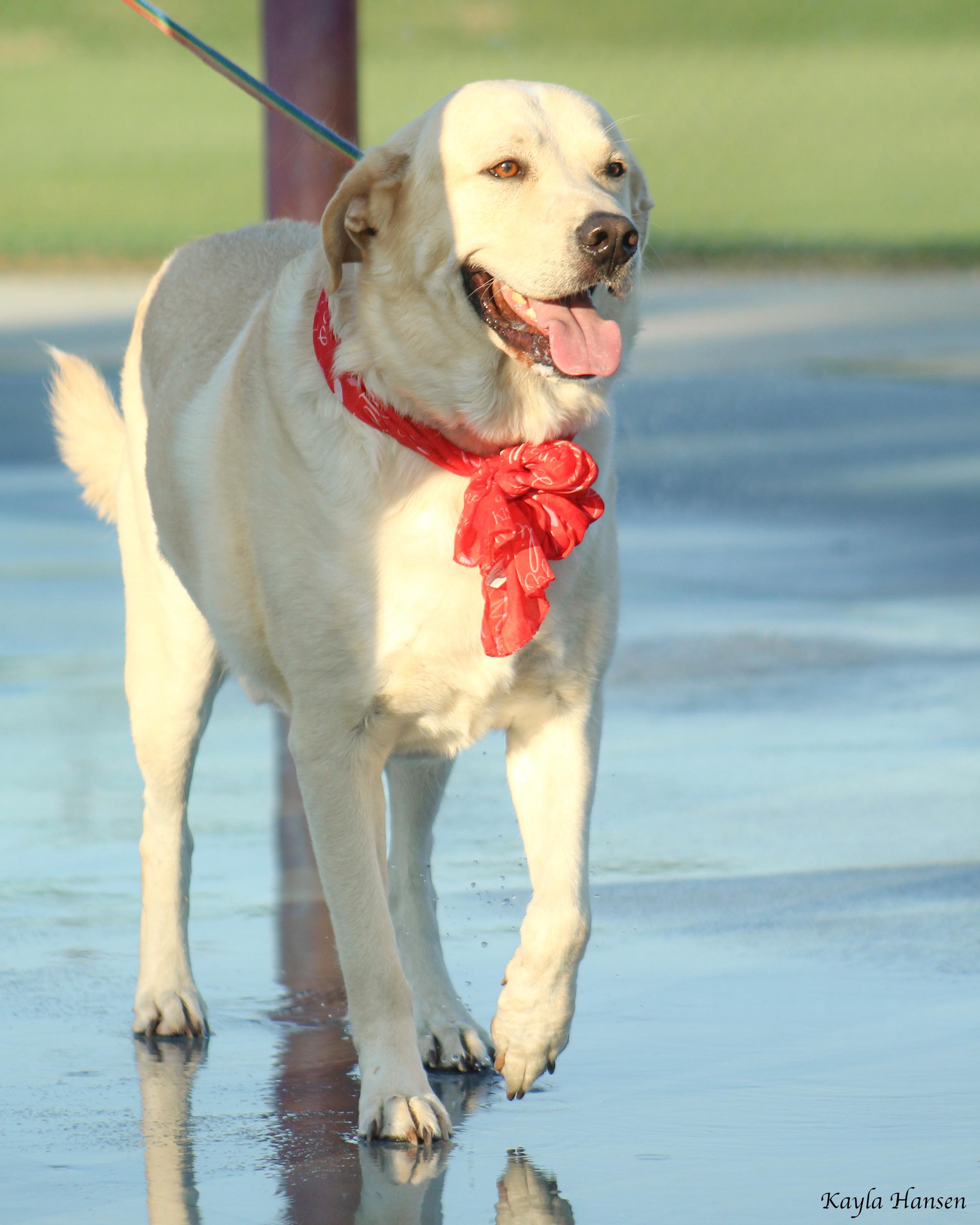 Butters, Adoptable, Adult Male Yellow Labrador Retriever & Great Pyrenees.