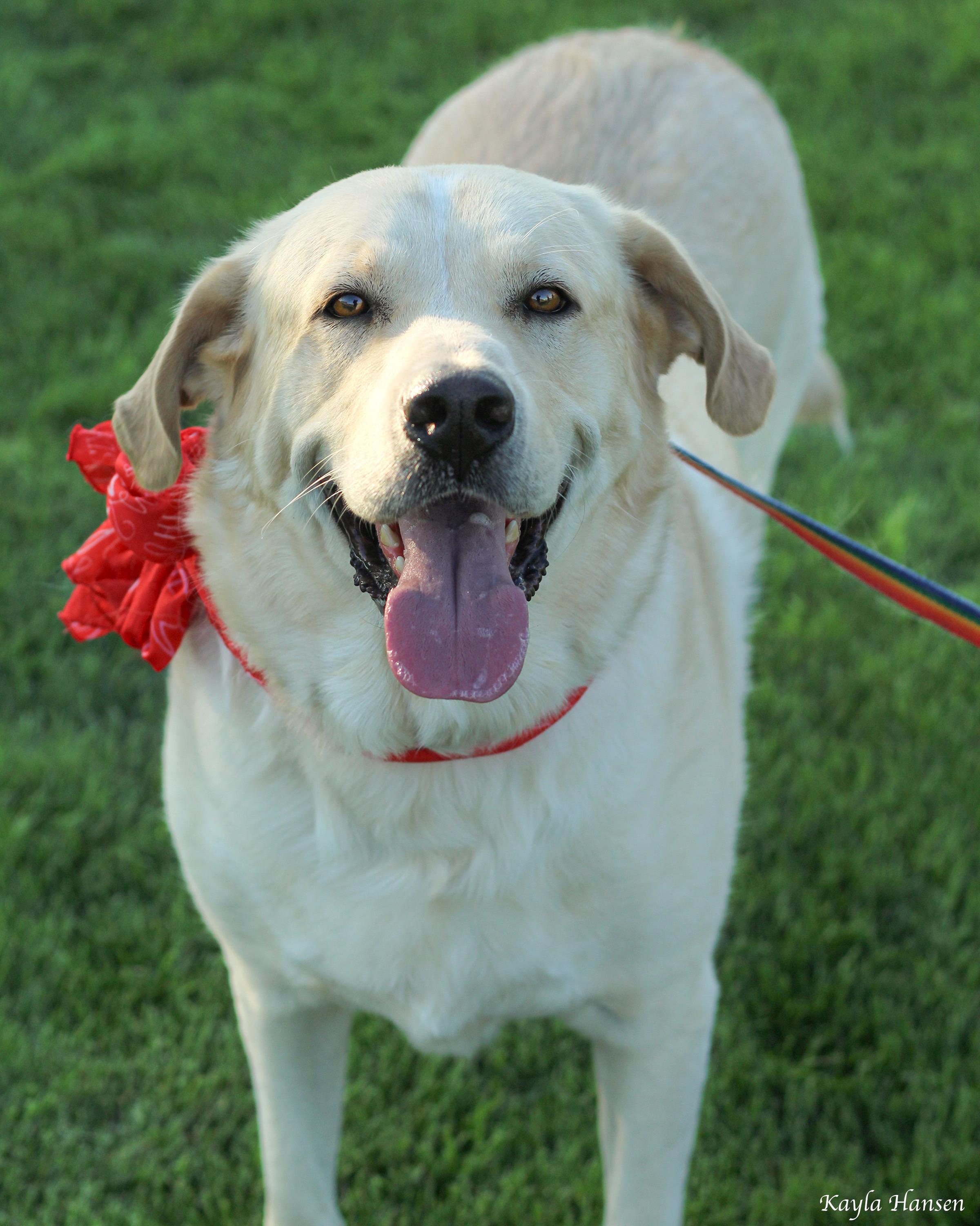 Enlarge Butters, a Adoptable mixed breed in Seattle, WA image 3/5