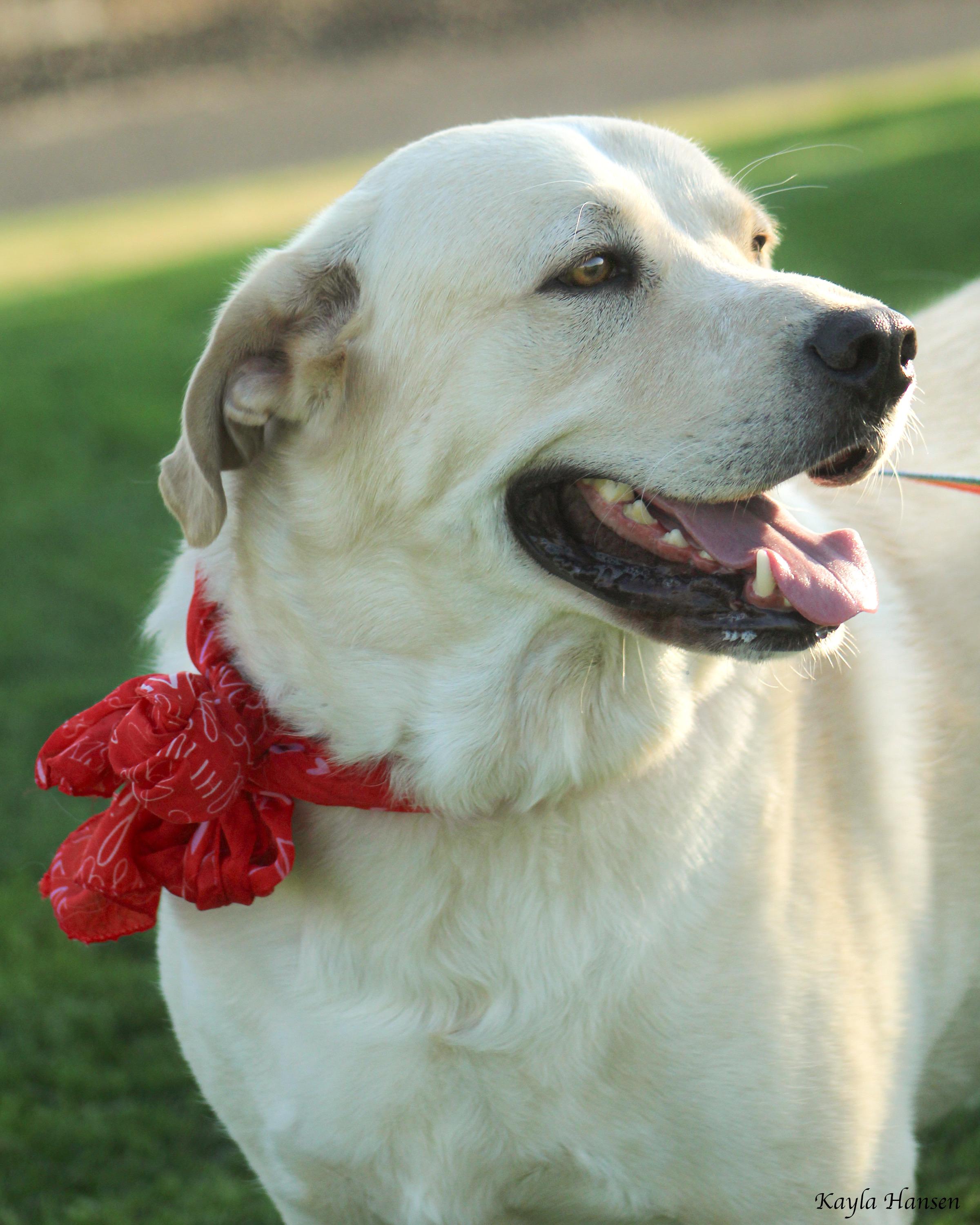 Enlarge Butters, a Adoptable mixed breed in Seattle, WA image 4/5