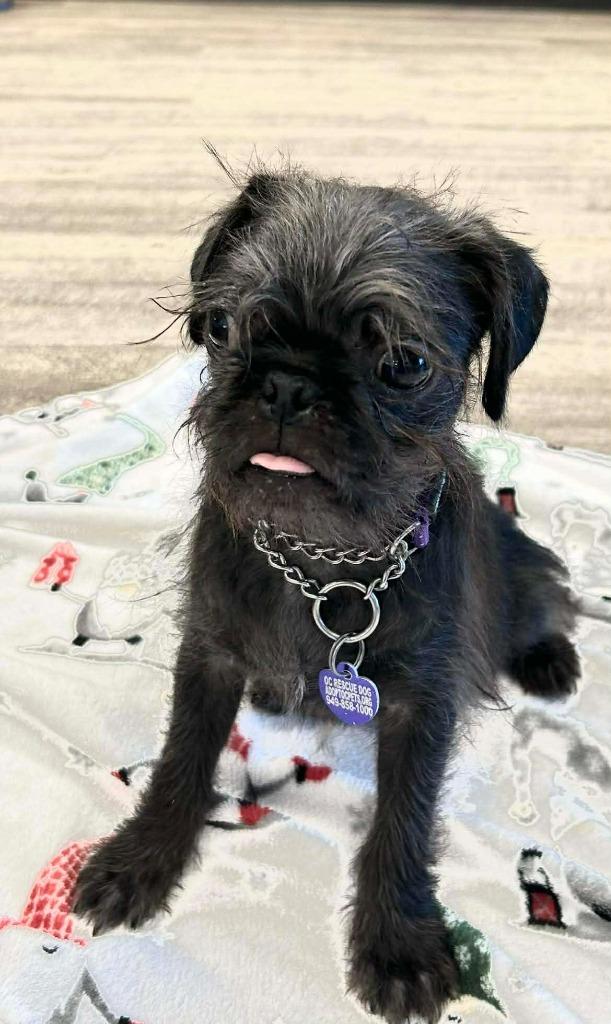 Ziggy Pug, Adoptable, Puppy Male Pug & Shih Tzu.