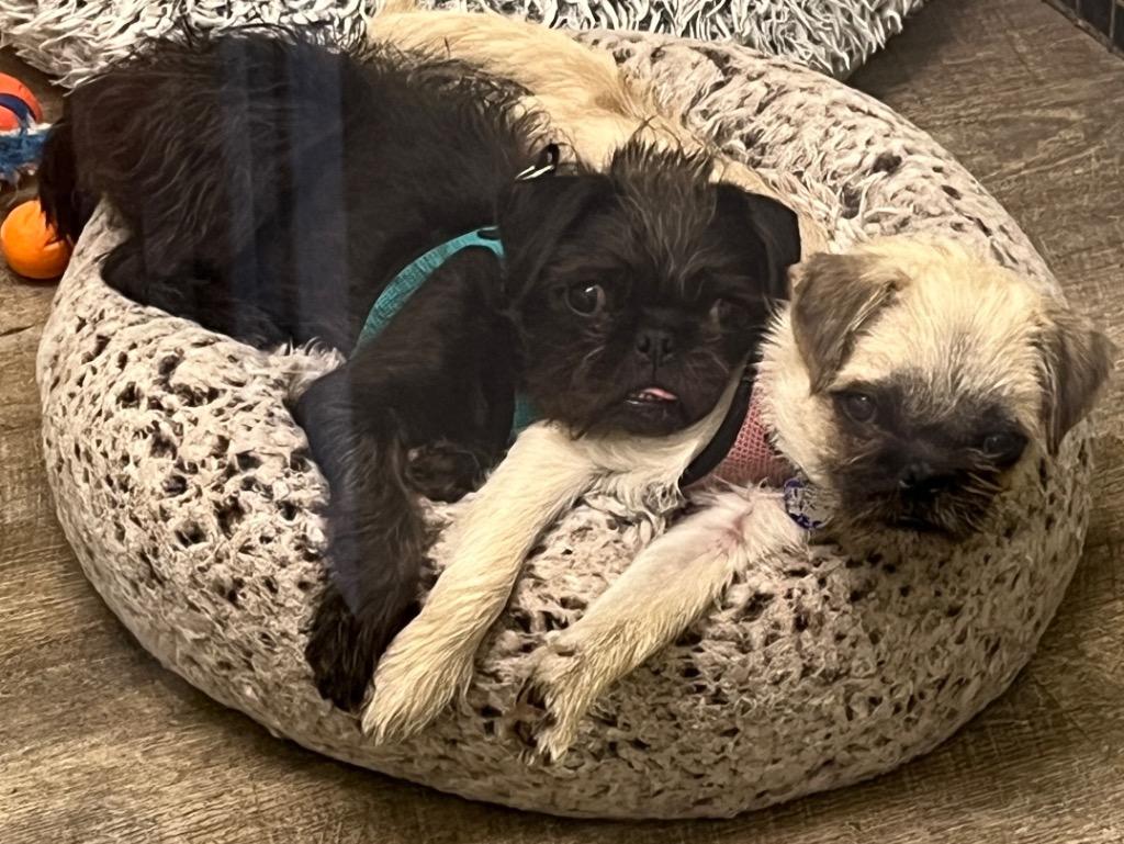 Enlarge Ziggy Pug, a Adoptable mixed breed in Lake Forest, CA image 1/5