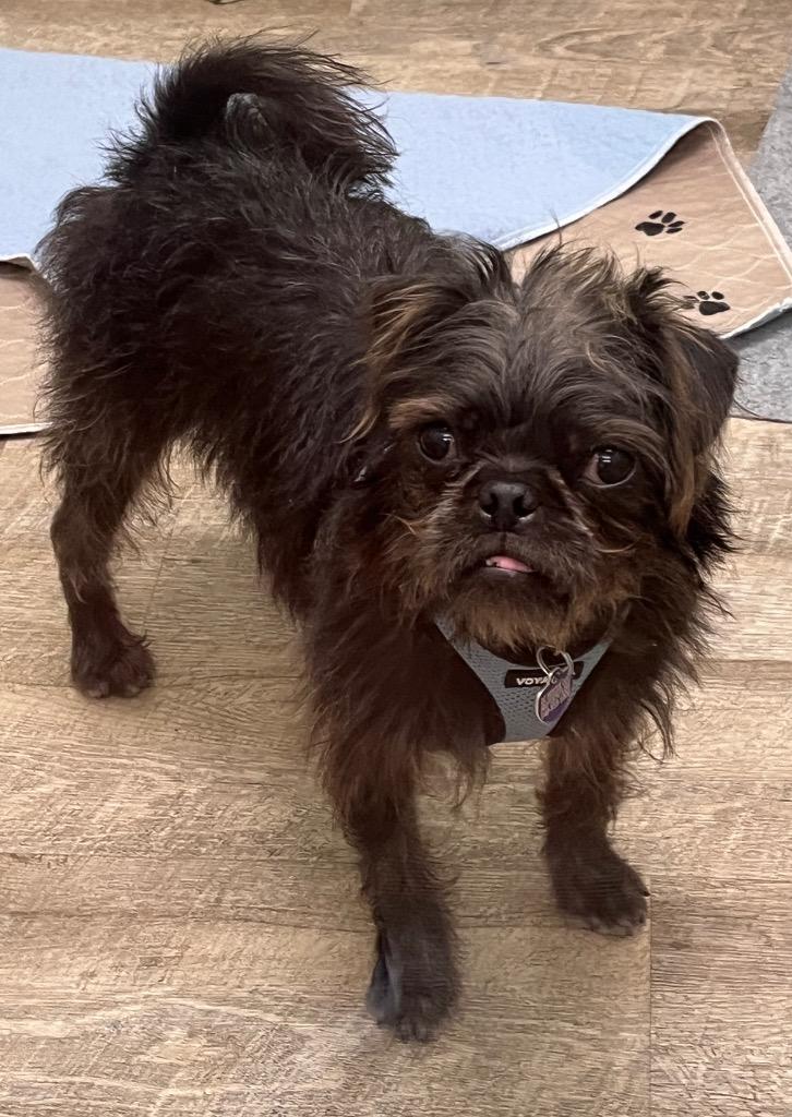 Ziggy Pug, a Adoptable mixed breed in Lake Forest, CA image 2/6
