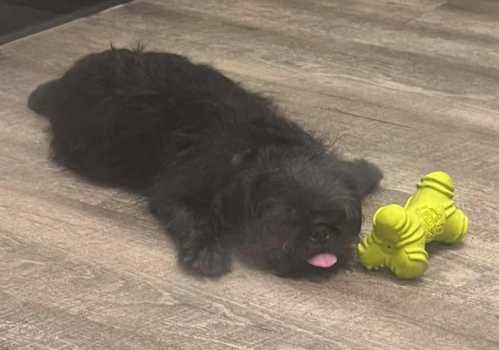 Enlarge Ziggy Pug, a Adoptable mixed breed in Lake Forest, CA image 2/4