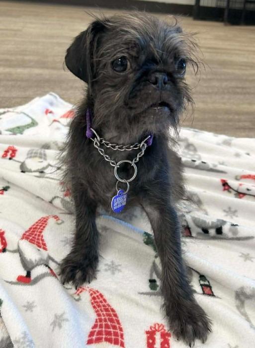 Enlarge Ziggy Pug, a Adoptable mixed breed in Lake Forest, CA image 3/4