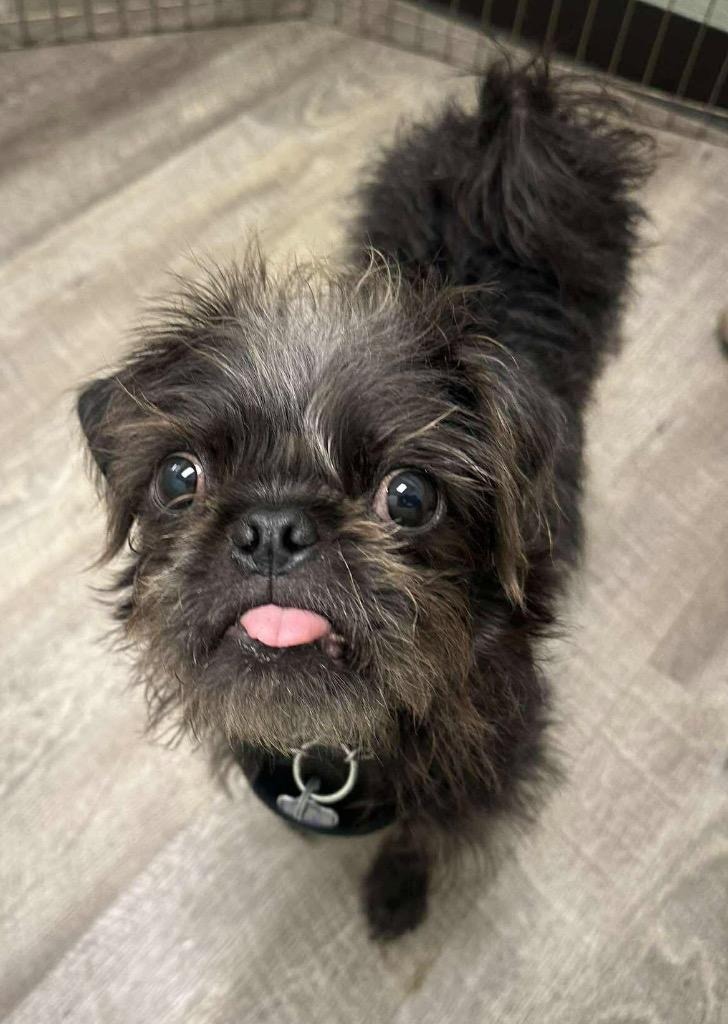 Ziggy Pug, a Adoptable mixed breed in Lake Forest, CA image 6/6