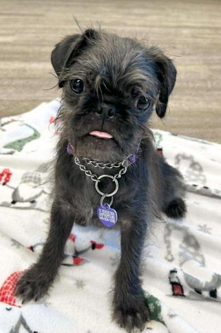 Enlarge Ziggy Pug, a Adoptable mixed breed in Lake Forest, CA image 4/4