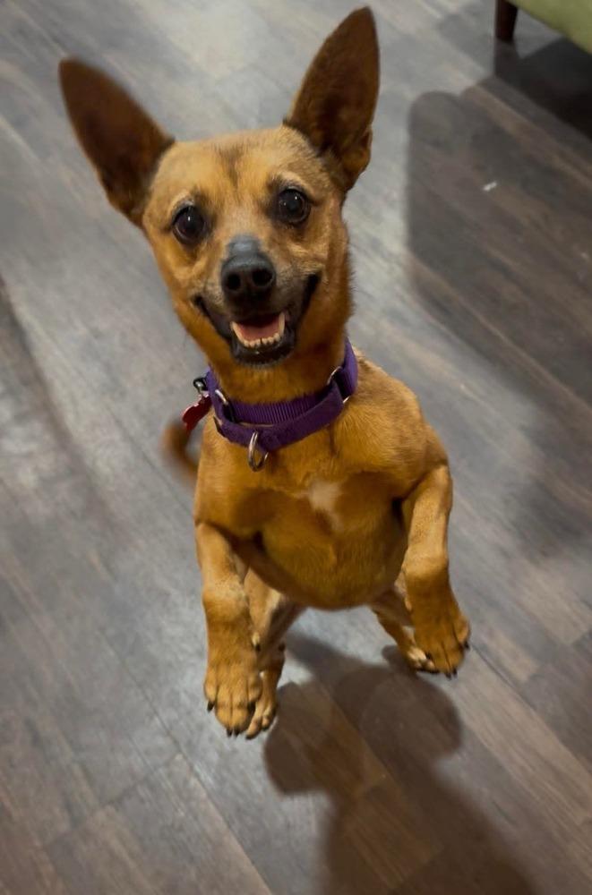 Sophia - Pending Adoption, Adoptable, Senior Female Chihuahua.