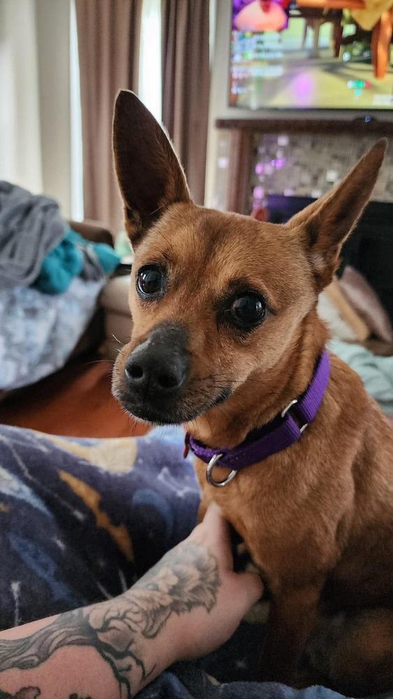 Enlarge Sophia - Pending Adoption, a Adoptable Chihuahua in Elkhart , IN image 2/2