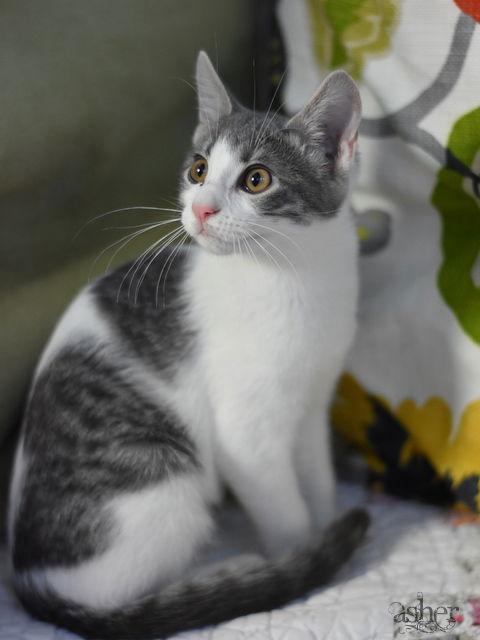 Asher, a Adoptable Domestic Medium Hair in Montgomery, TX image 3/3