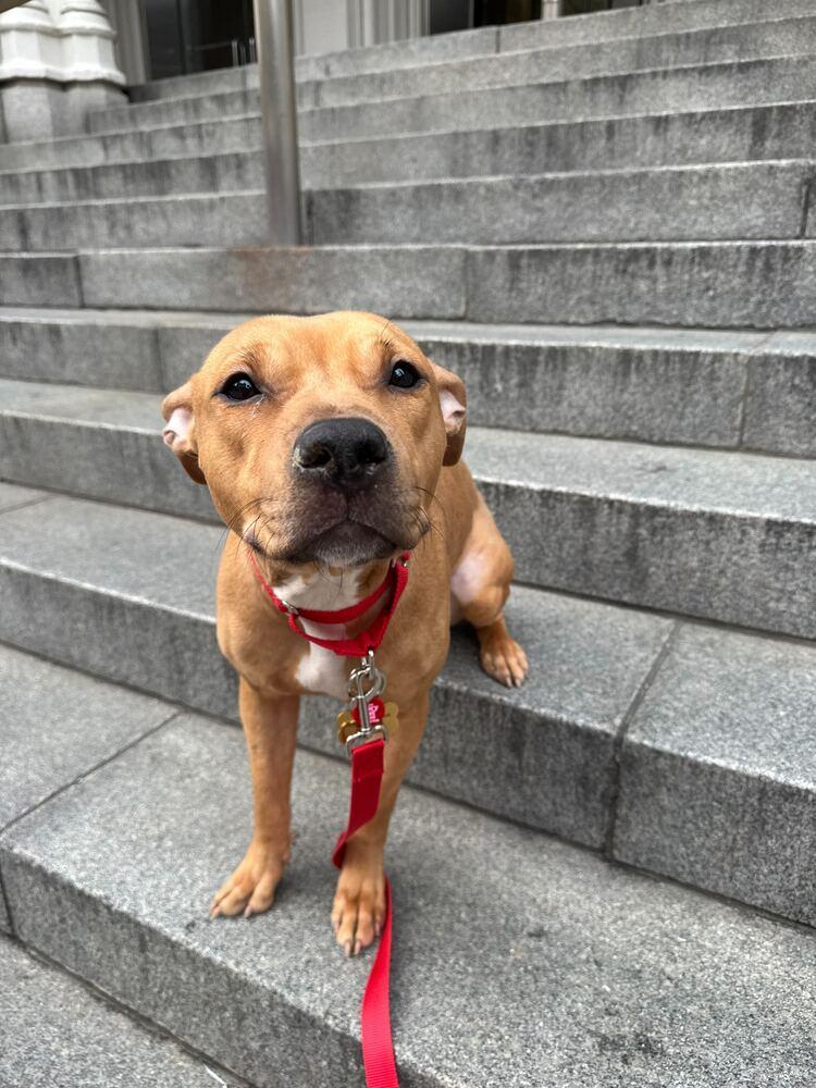 Honey Ambrosia, Adoptable, Young Female Mixed Breed.