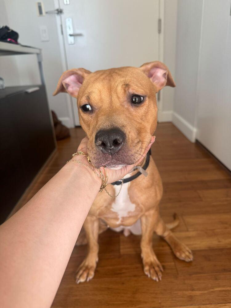 Honey Ambrosia thumbnail 3