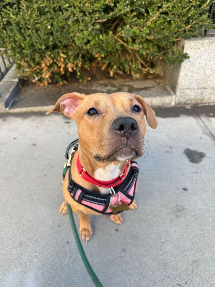 Honey Ambrosia thumbnail 4