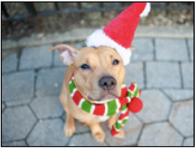 Enlarge Honey Ambrosia, a Adoptable mixed breed in New York, NY image 1/1