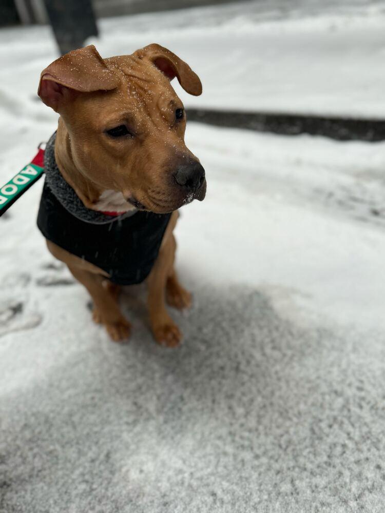 Honey Ambrosia thumbnail 5