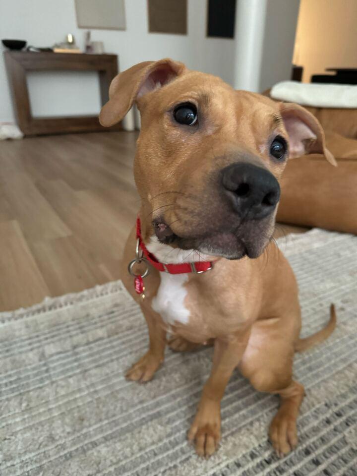 Honey Ambrosia thumbnail 6