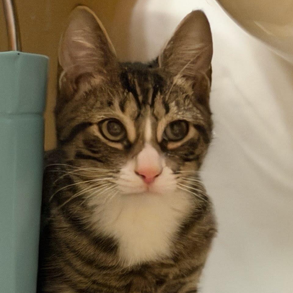 Enlarge Harry, an adopted mixed breed in Hopkinton, MA image 3/3