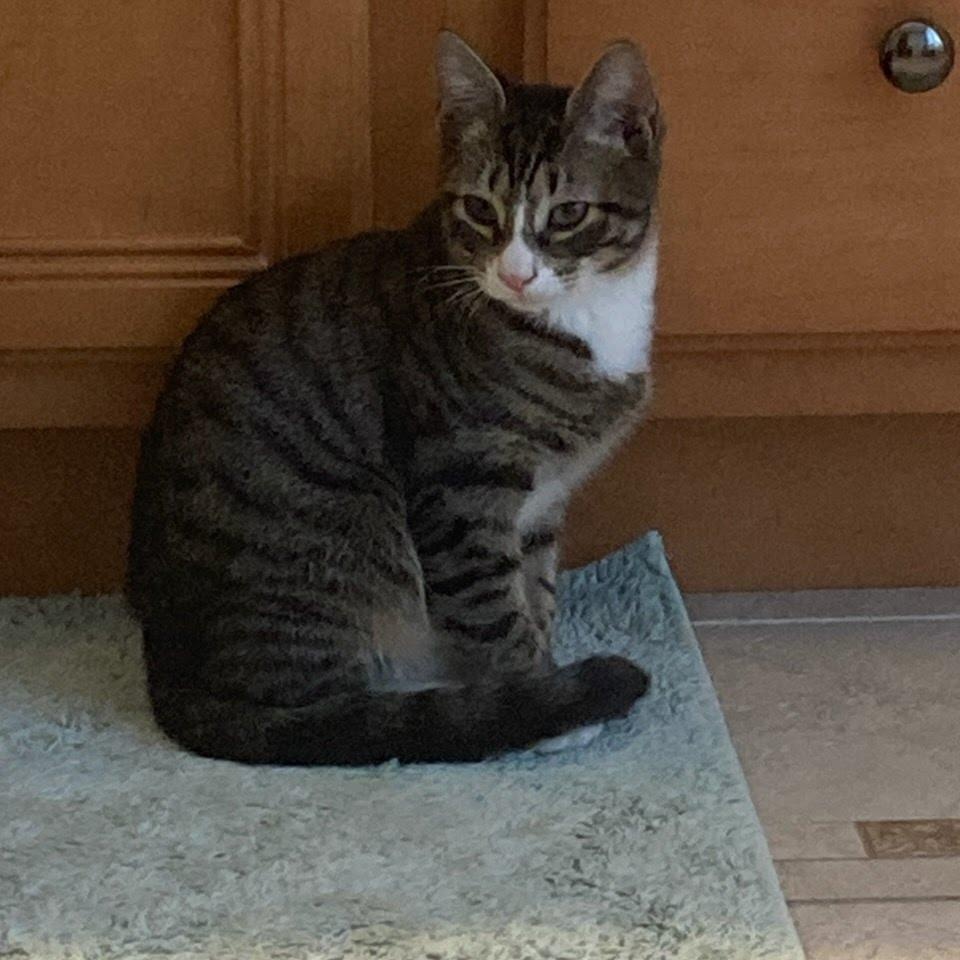 Enlarge Harry, an adopted mixed breed in Hopkinton, MA image 2/3