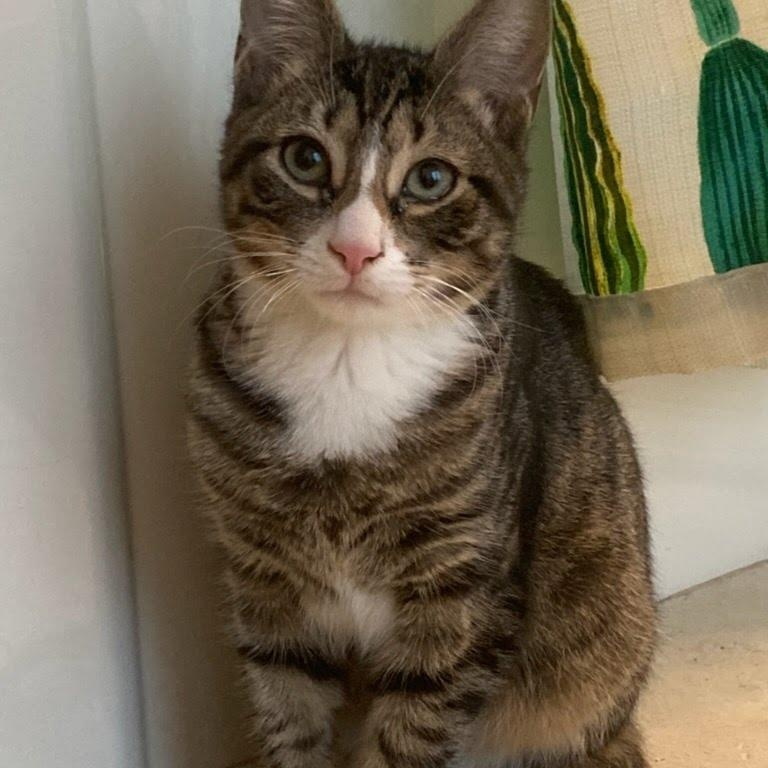 Enlarge Harry, an adopted mixed breed in Hopkinton, MA image 1/3