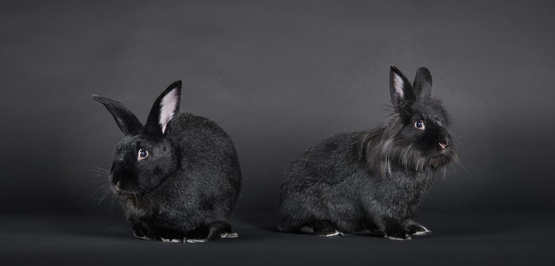 Enlarge David & Twyla, a Adoptable mixed breed in Delta, BC image 4/6