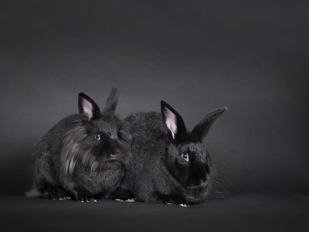 Enlarge David & Twyla, a Adoptable mixed breed in Delta, BC image 5/6