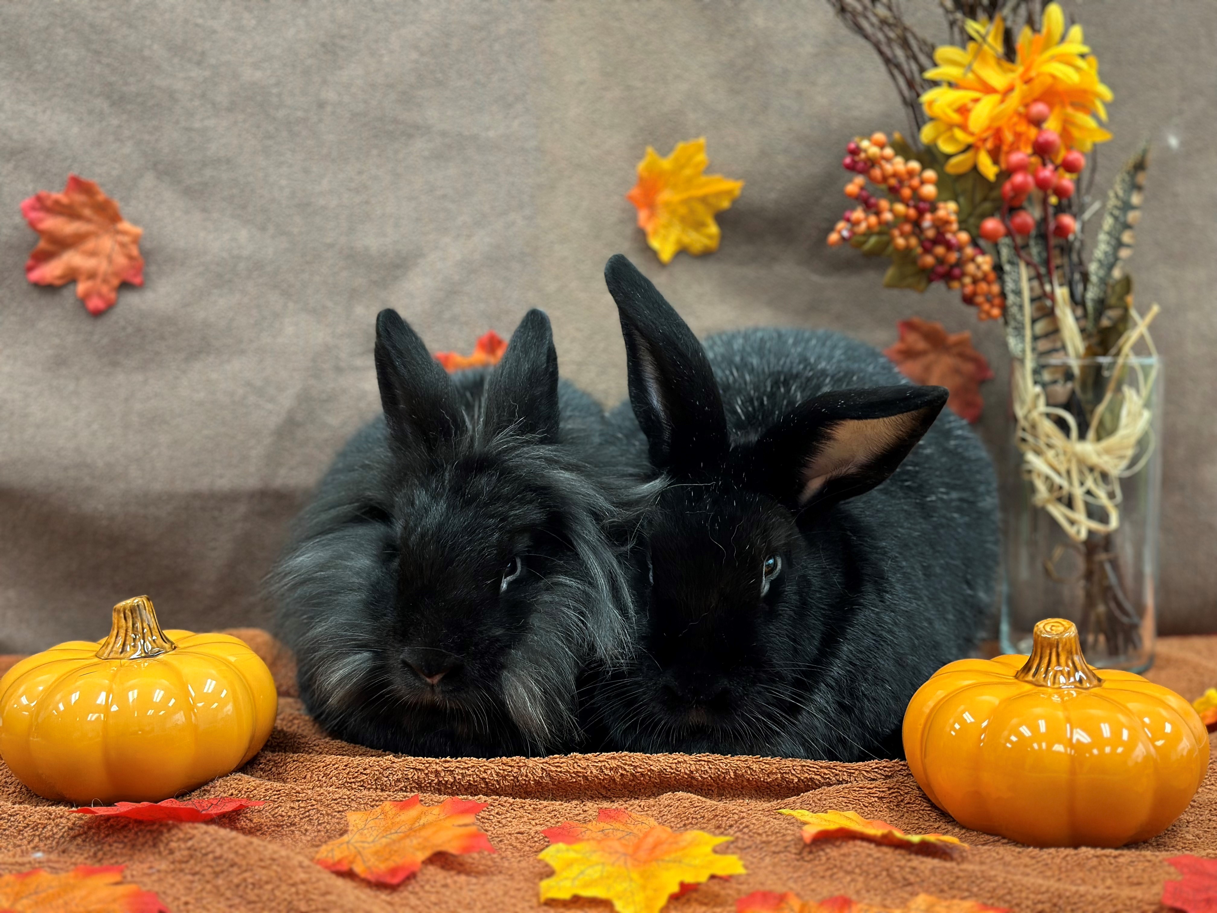 Enlarge David & Twyla, a Adoptable mixed breed in Delta, BC image 6/6