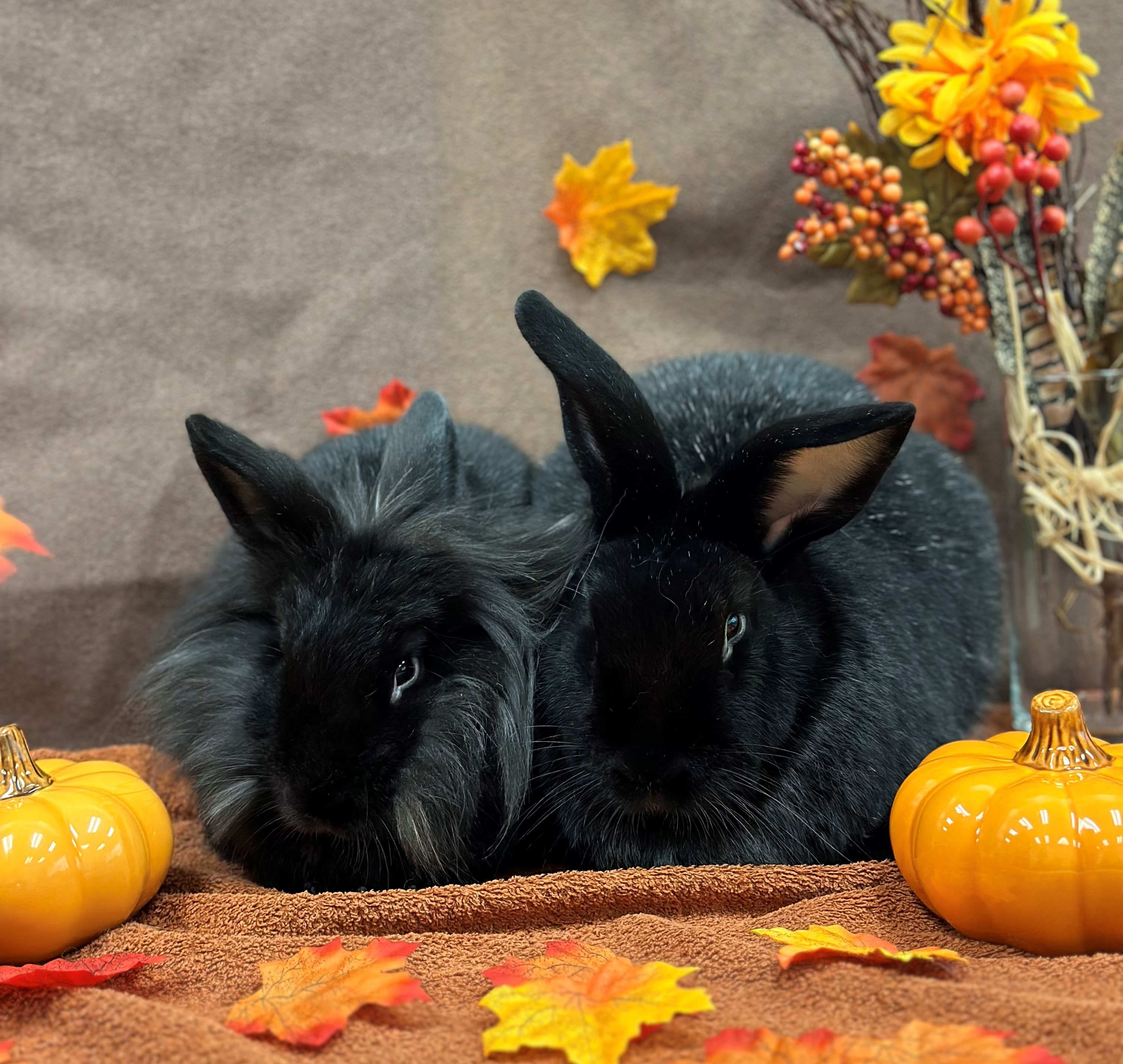David & Twyla, Adoptable, Young Male American & Lionhead.