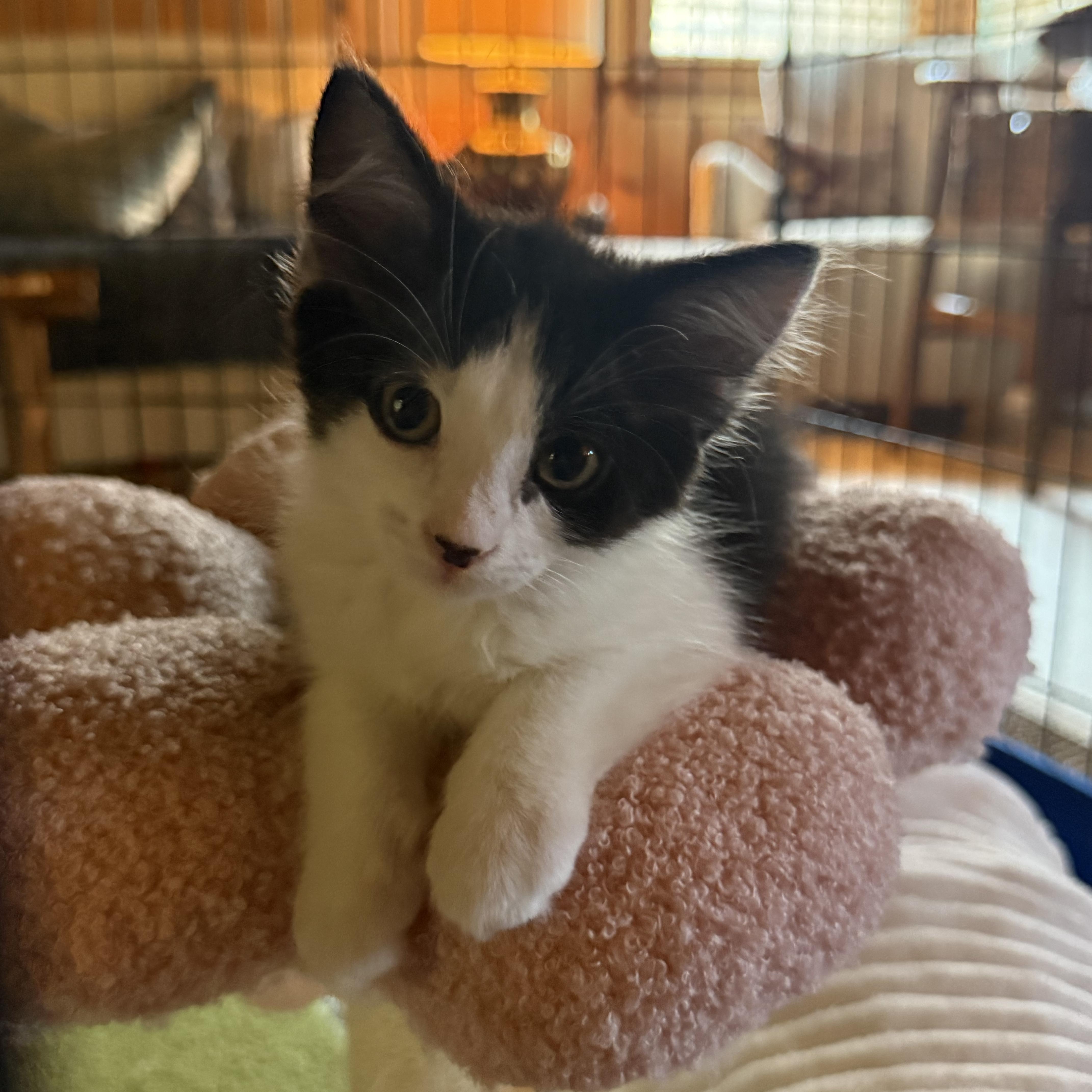 Charlotte (4 months), a ADOPTABLE Domestic Long Hair in Federal way, WA image 3/3